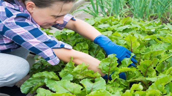 Woman Tending To Her Garden