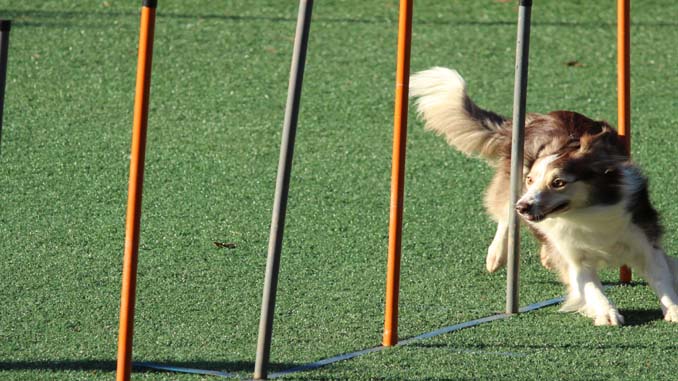 Dog Running Thru A Course