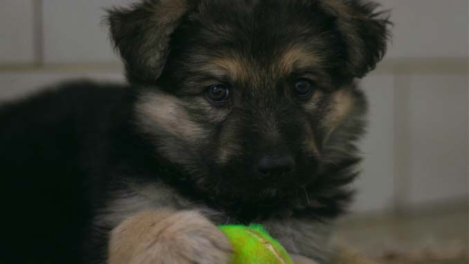 A Puppy With A Tennis Ball