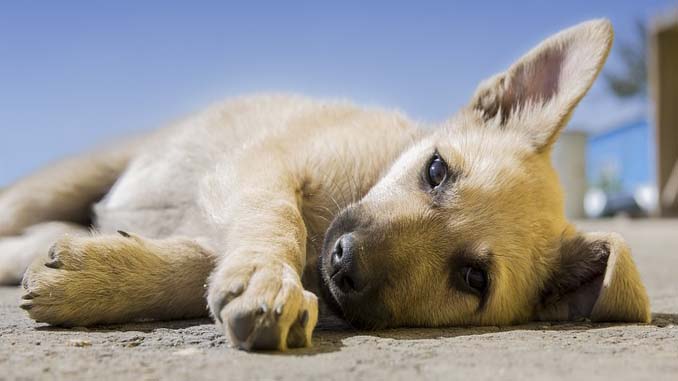 Puppy Laying Down