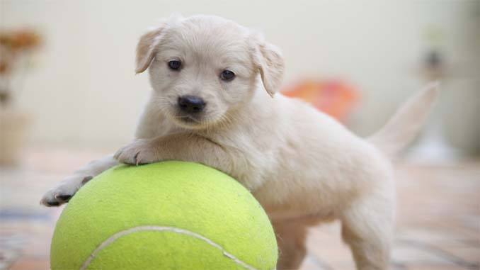 Puppy On A Tennis Ball