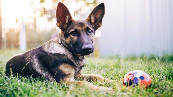 Puppy Laying On The Grass