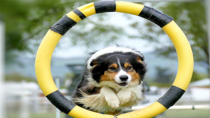 Dog Jumping Thru A Ring