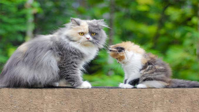 Cat And Kitten On A Wall