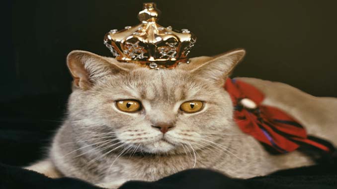 Cat Wearing A Crown