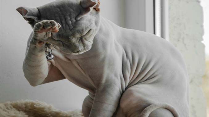 A Hairless Cat