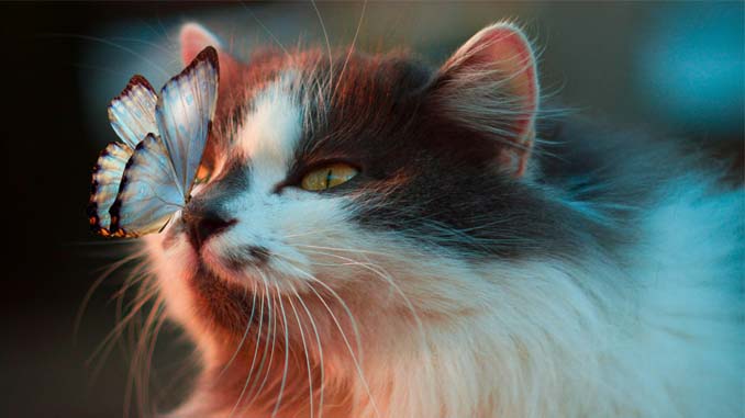 A Cat With A Butterfly On Its Nose