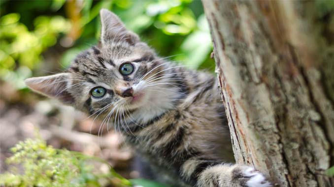 Kitten Playing Outside
