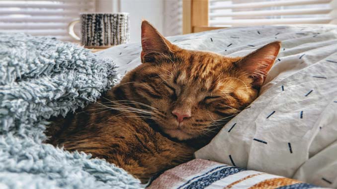 Cat Sleeping Under Covers