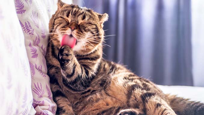 Cat Cleaning Itself On The Couch