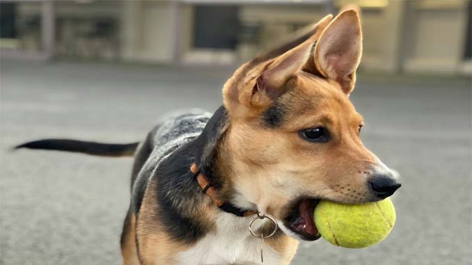 Dog With A Tennis Ball In Its Mouth
