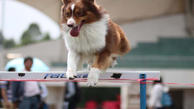 Dog Jumping Over A Hurdle