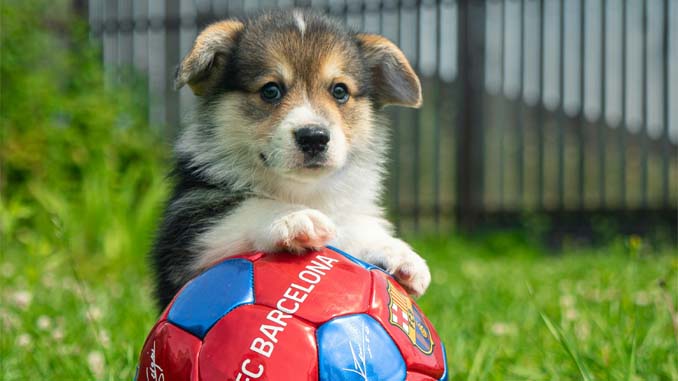 Puppy With A Soccer Ball