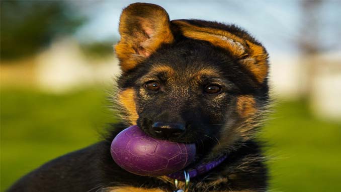 Puppy With A Ball In Its Mouth
