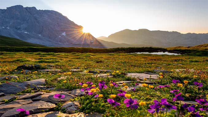 Landscape At Sunset With Mountains And Flowers