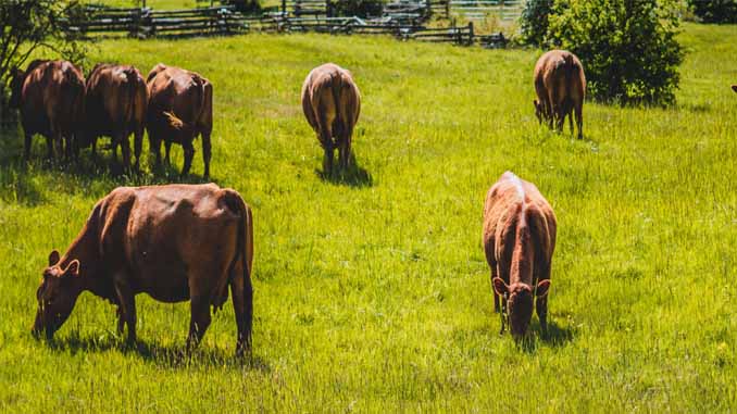 Cow Grazing In A Field