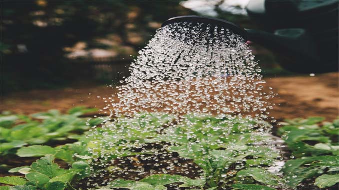 Watering Plants With A Watering Can
