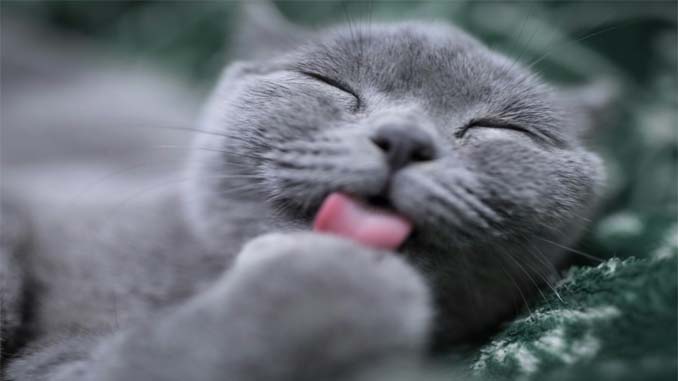 A Cat Cleaning Its Paw