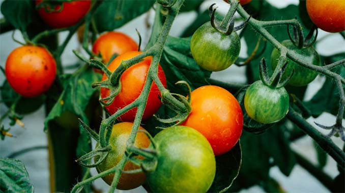 Tomatoes Growing On A Vine