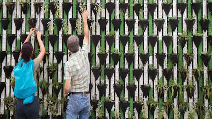 Man And Woman Pruning A Wall Garden