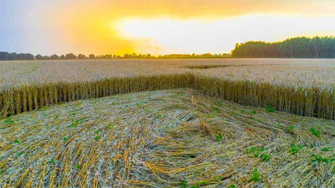 Crop Circles In A Field