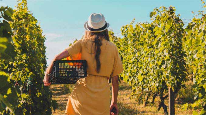 Woman Walking Through A Vineyard