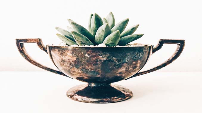 Plant Growing Inside Recycled Pot