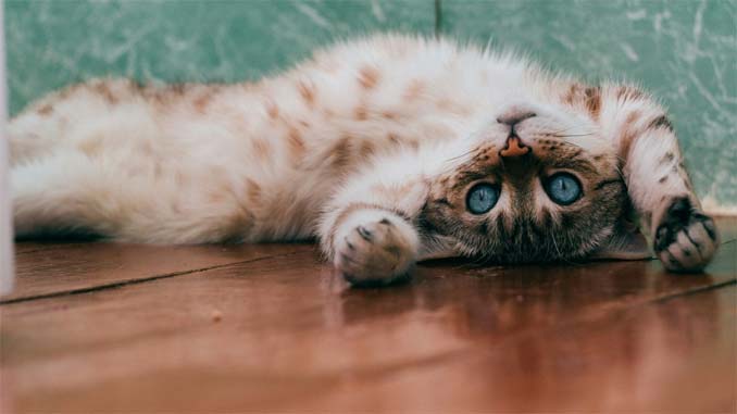 Cat Rolling On The Floor