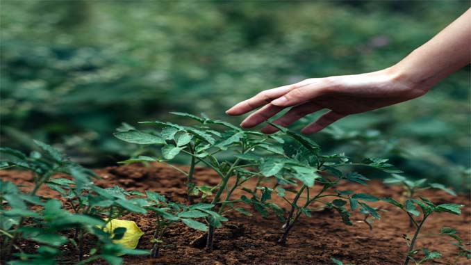 Hand Reaching For A Plant