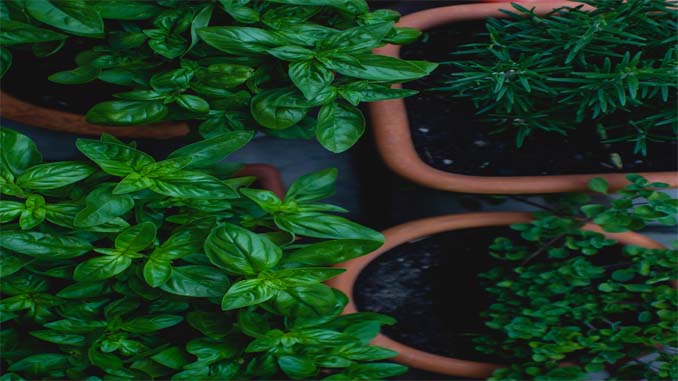 Top View Of Growing Herbs