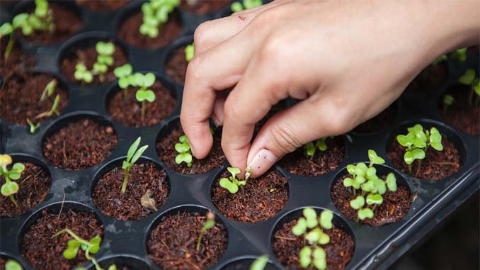 Person Tending To New Plants