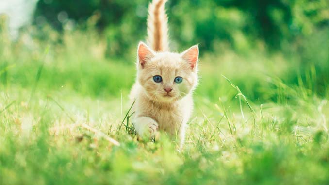 A Cat Running In The Grass