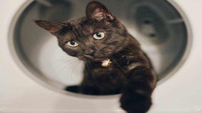 A Cat Playing In A Dryer