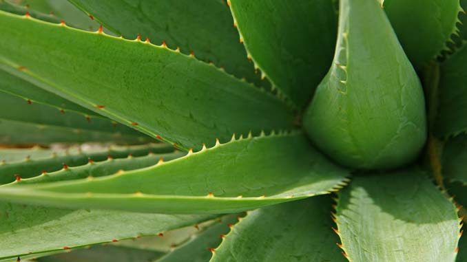 An Aloe Plant