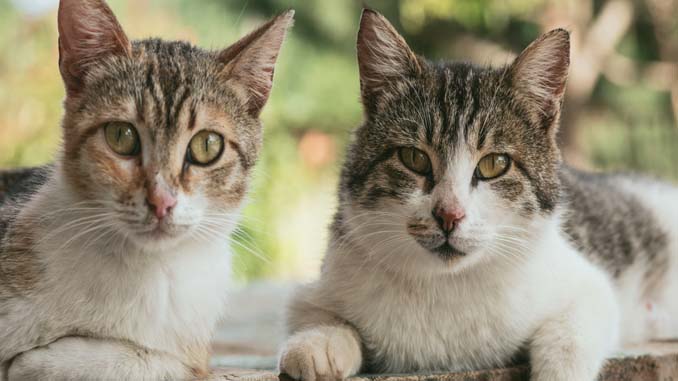 Two Cats Sitting On A Fence