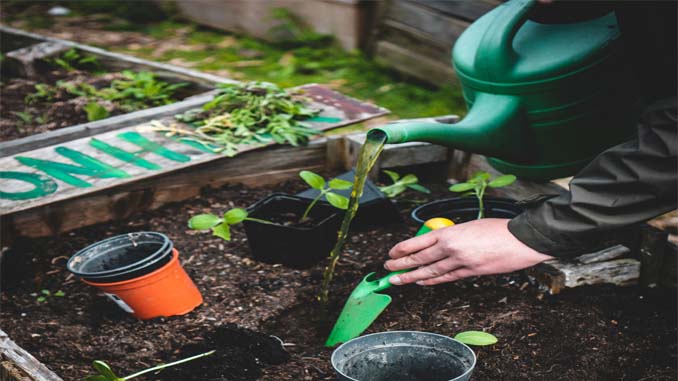 A Garden Being Tended To