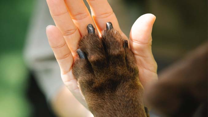 Dog Giving Owner A High Five