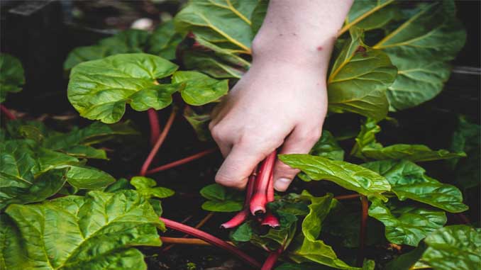 Hand Picking Veggies