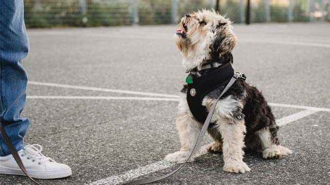 Dog On Leash With Owner