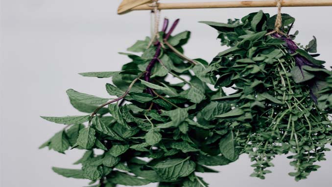 Drying Herbs