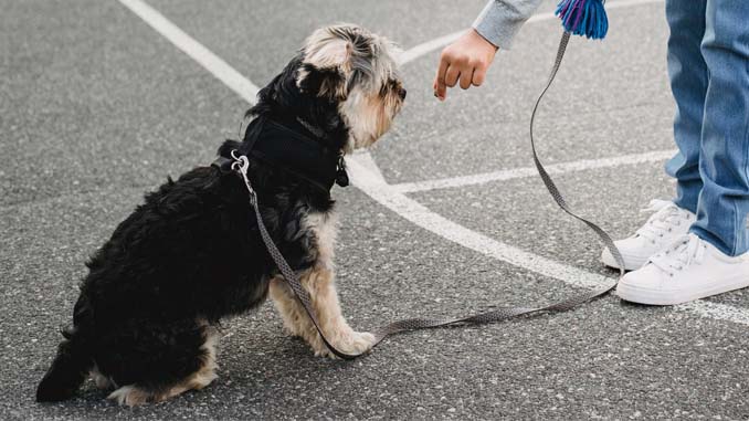 Sitting Dog Getting A Treat