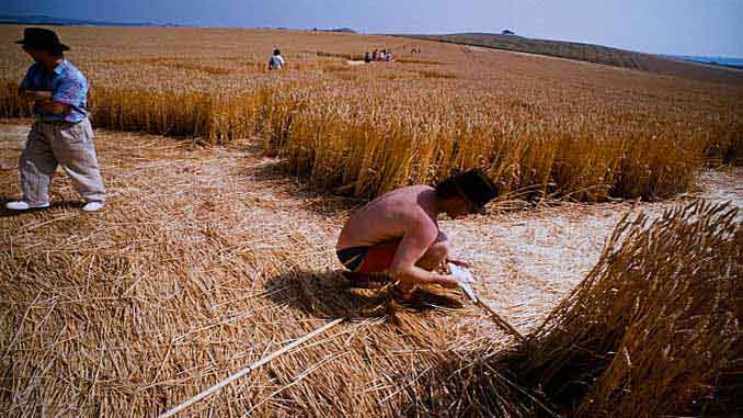 Researchers Measuring Crop Circles In A Field