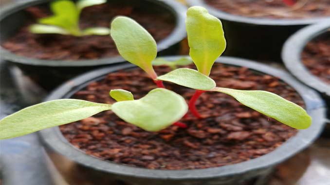 Pic Of Small Plant In A Pot