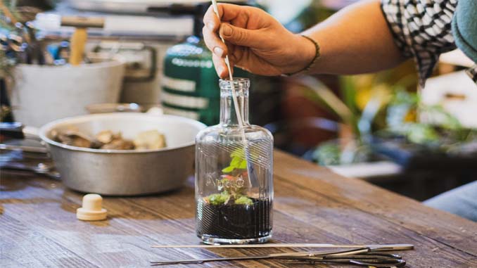 Plant Placed In A Glass Bottle
