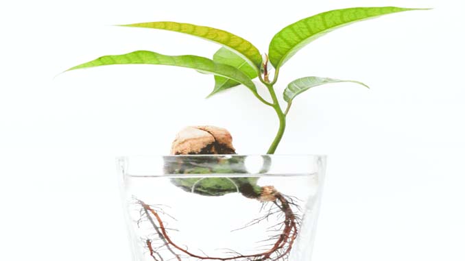 Plant Growing Roots In Water