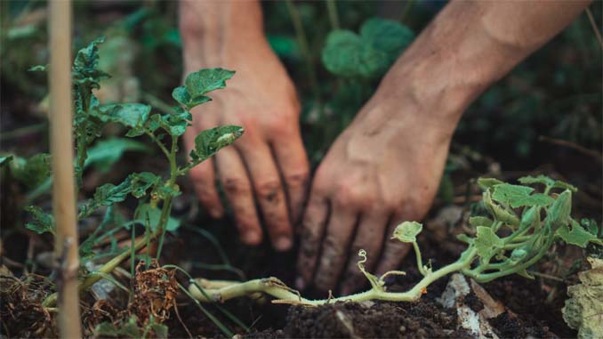 Woman Tending Her Garden