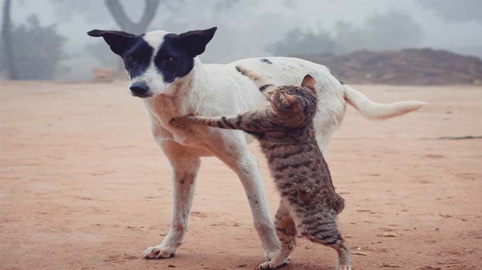 Cat Playing With A Dog
