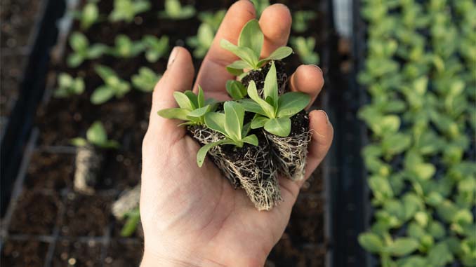 Hand Holding Well Rooted Plants