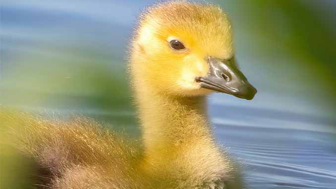 A Baby Duck In The Water