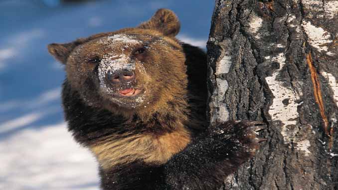 A Bear Looking Out From Behind A Tree